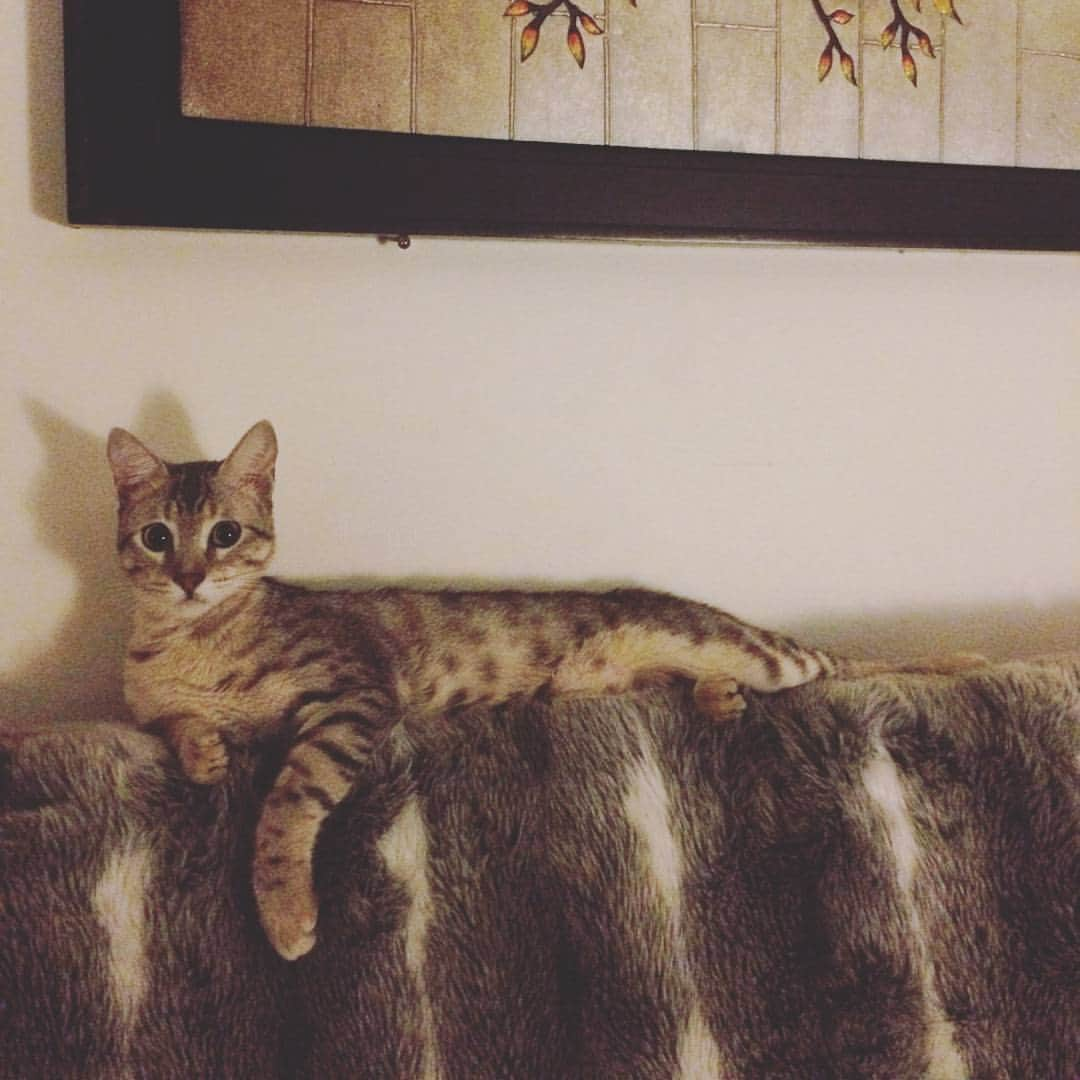 タイタンさんのインスタグラム写真 - (タイタンInstagram)「Lounging 😸  #titanthemiraclekitten #kitten #titan #miracle #catsofinstagram #cat #kitty #cats #rescue #meow」5月17日 2時59分 - titanthemiraclekitten