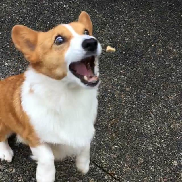 Loki the Corgiのインスタグラム：「When u forget to wear glasses Video: @lokistagram」