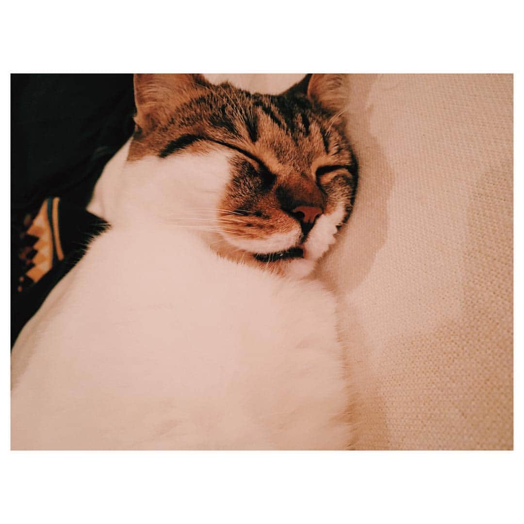仲里依紗さんのインスタグラム写真 - (仲里依紗Instagram)「ネコも口開けて寝るんだね😮  #おかか #飼い主も口開けて寝ます」5月18日 22時18分 - riisa1018naka