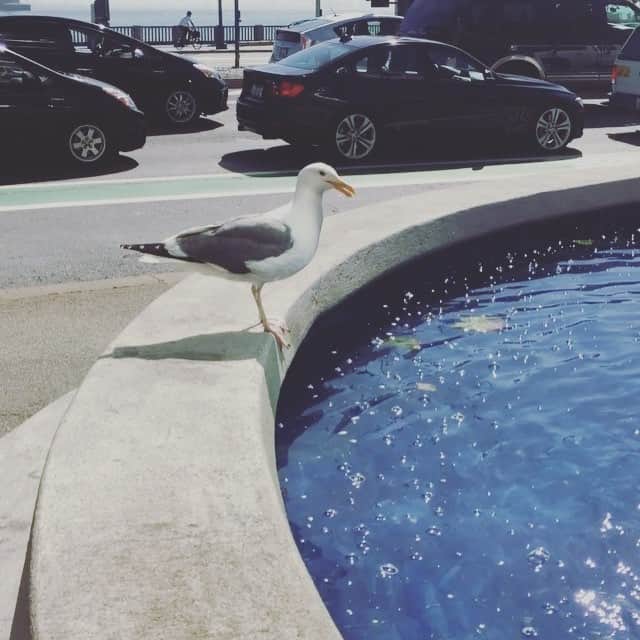 増田順一のインスタグラム：「カモメ！ #sanfrancisco #bayarea #seagull #runaway」