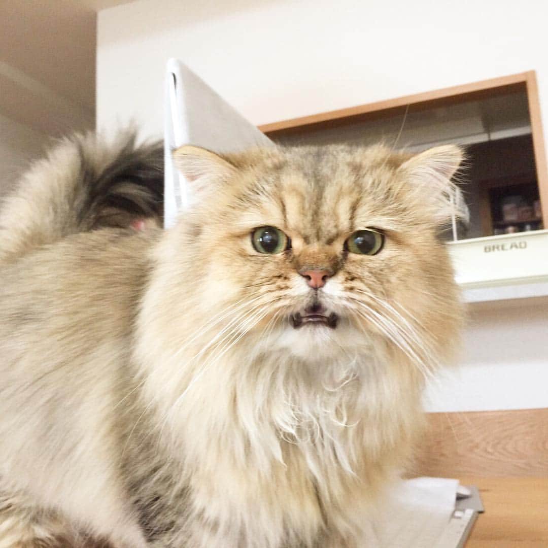 さなちゃろうのインスタグラム：「俺の愛する子猫ちゃん達に💋重大発表〜💋✨ ＊ 「おはよう朝日です」という番組のワンコーナー ＊ 「ペットと星占い」に俺が出演するにゃ٩(◦`꒳´◦)۶ 🎉 《5/24(火)6:57頃～、6ch ABC朝日放送にて！》 ＊ ＊ 関西でしか見れにゃいかもだけど、、、 ＊ みんな是非チェックしてみてくれにゃ😎👍🏻 ＊ 放送内容は録画して、またupするにゃ💕💕💕 ＊ #猫 #チンチラ #ペルシャ」