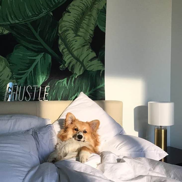 Loki the Corgiさんのインスタグラム写真 - (Loki the CorgiInstagram)「"Waiting for bae to come home like" 😚 Photo: @jasper_corgi (PS. happy belated bday buddy!!) 🎂🎈」5月22日 9時29分 - corgistagram