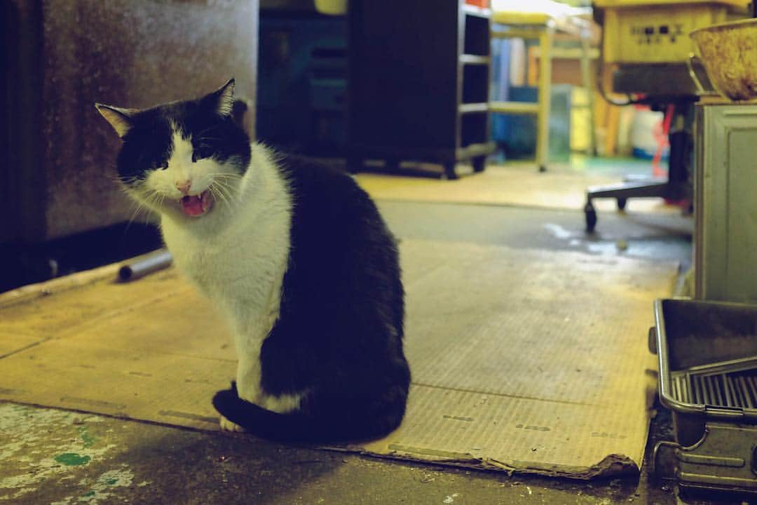 UNION PRODUCTSのインスタグラム：「. I'm so happy to be with you  in the factory. . . #advisor #cat  #catstagram #pet  #animal #animals #petstagram #petsagram #catoftheday #catsofinstagram #ilovemycat #lovecats #catlover #instacat」