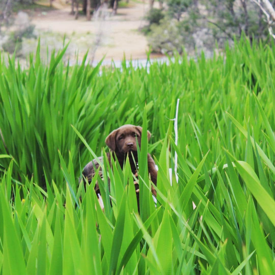 Mollyのインスタグラム：「Can you see me? Puppy games of hide & seek 🐶🐾🌾#tbt #instapuppy #instalab #lablife #worldofmylab #chocolatelaboftheday #chocolatelabrador #worldoflabs #fab_labs_ #justlabradors #hideandseek #cutepetclub」