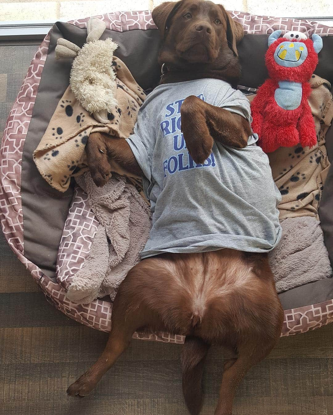 Mollyのインスタグラム：「Weekend sleepovers 🐾🐶💤❄️ #chocolate #chocolatelaboftheday #labrador_class #talesofalab #labs_of_insta #fab_labs_ #worldoflabs #wintermornings #friends」