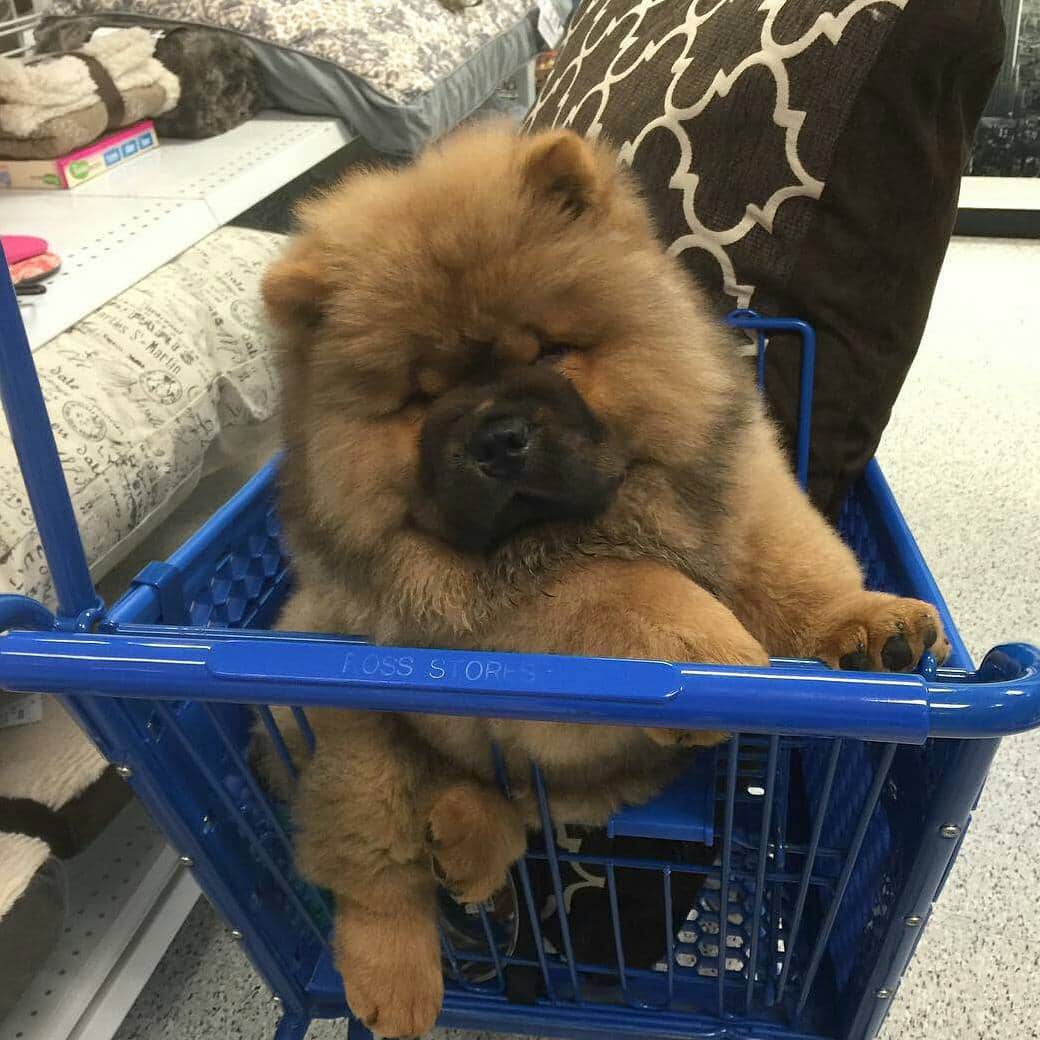 CHOWSTAGRAM CHoW CHoW PuPPieSのインスタグラム
