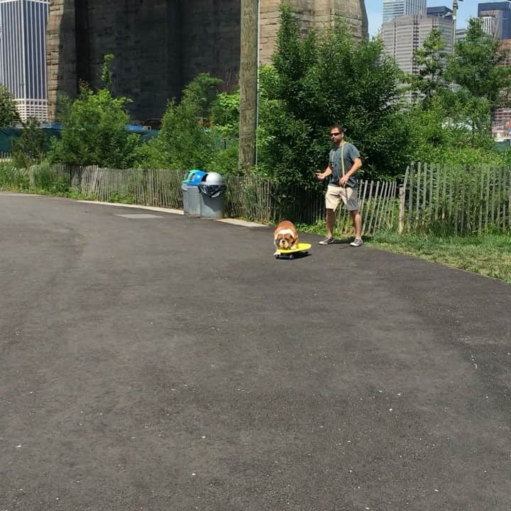 久保田智子のインスタグラム：「Wow....Don't give up!  #skatebordingdog #ny #brooklyn #dog #skateboarding #ニューヨーク」