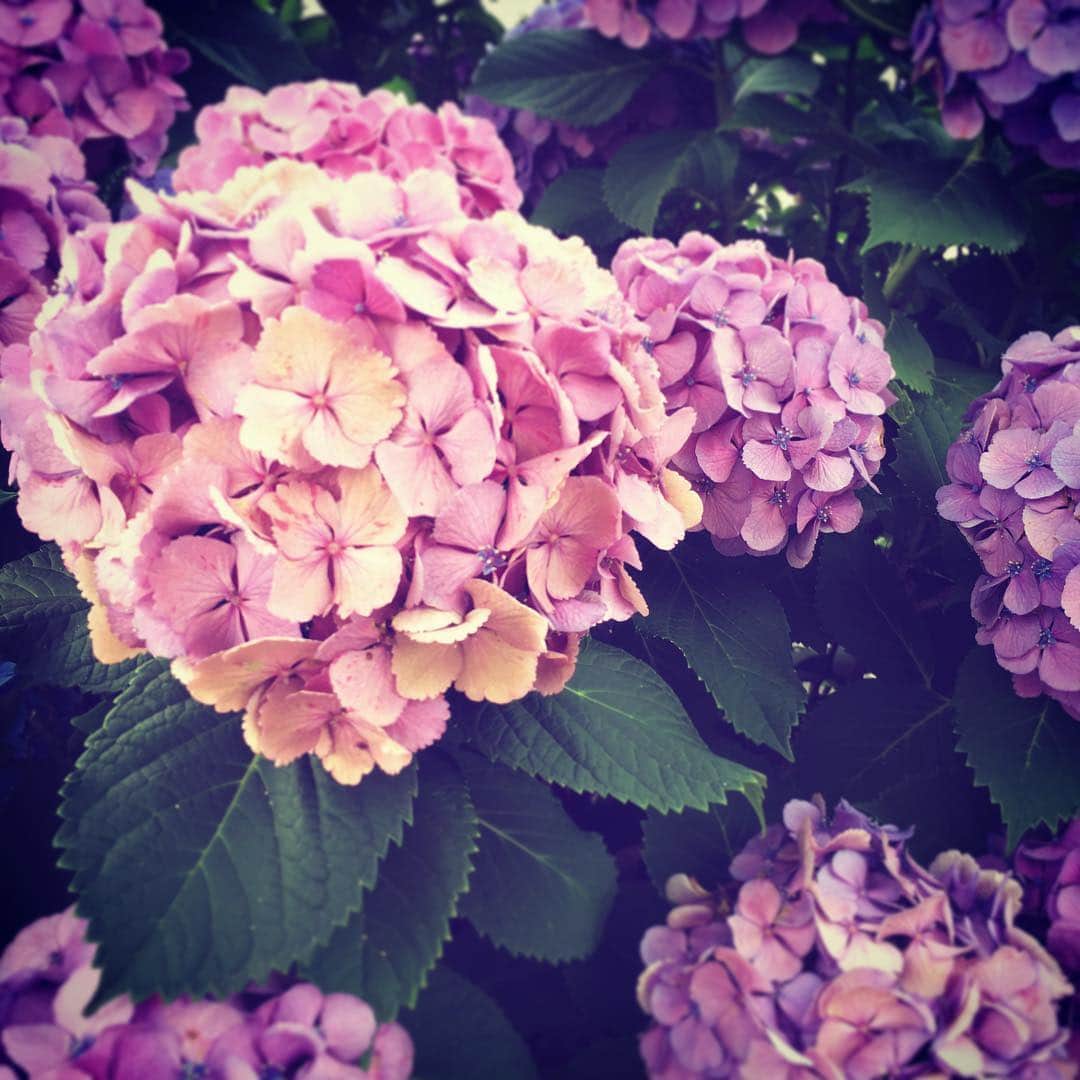 岡崎和寛のインスタグラム：「紫陽花は梅雨のアイドルだと思う😌 #花言葉 #冷淡無情 #仲良し平和 #脳内bgmはミスチルのover」