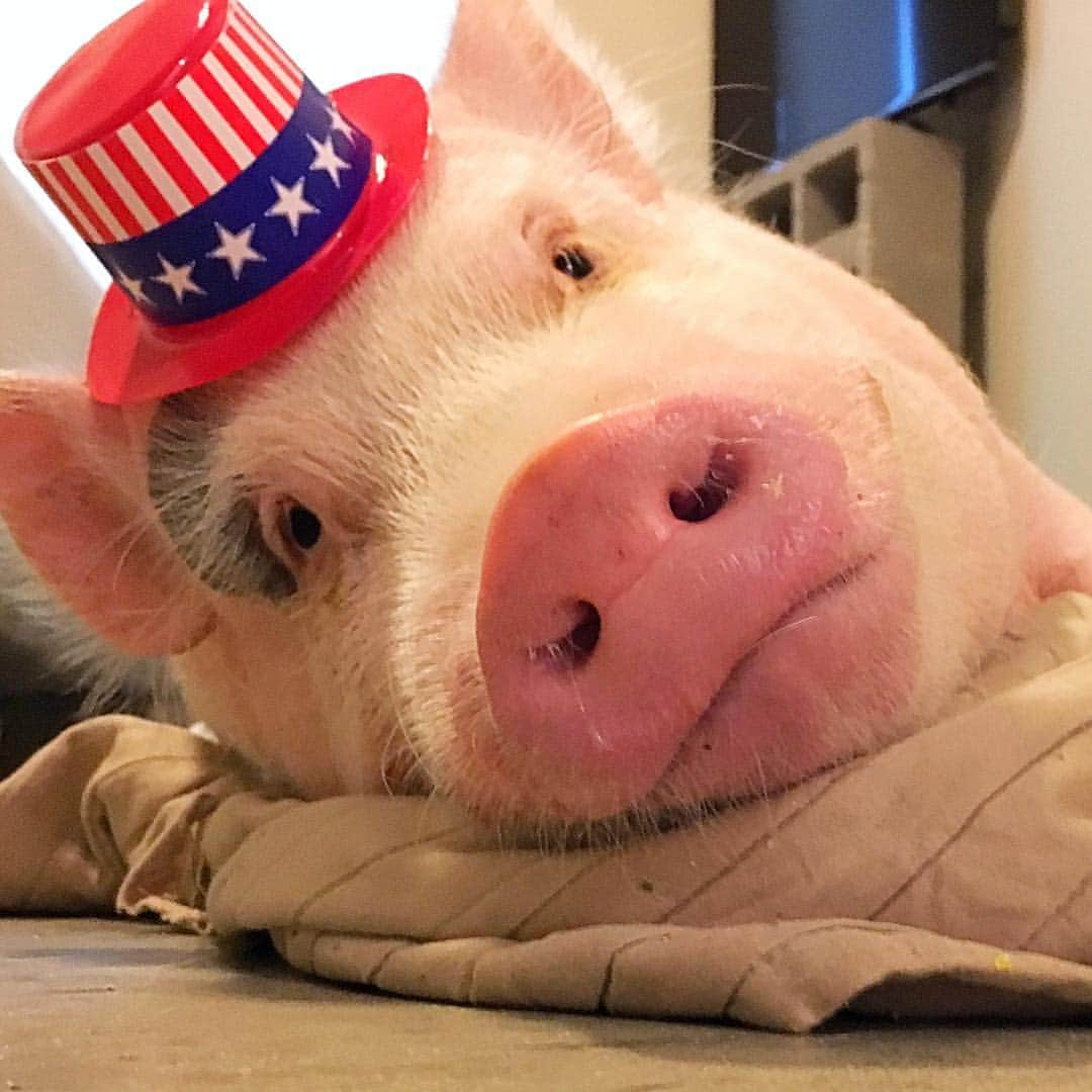 baconのインスタグラム：「Post MDW got me feelin like... 😴😴🐷🐽🐖 #hogover #ivebeenabadpiggy #notreadyforpoolseason #bacon」