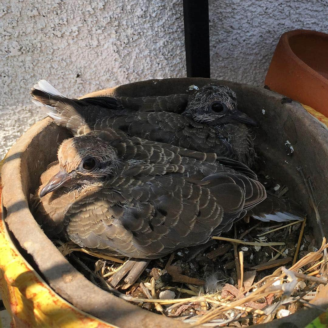 マッケンジー・フォイさんのインスタグラム写真 - (マッケンジー・フォイInstagram)「They're so big now!!!!」5月31日 2時43分 - mackenziefoy