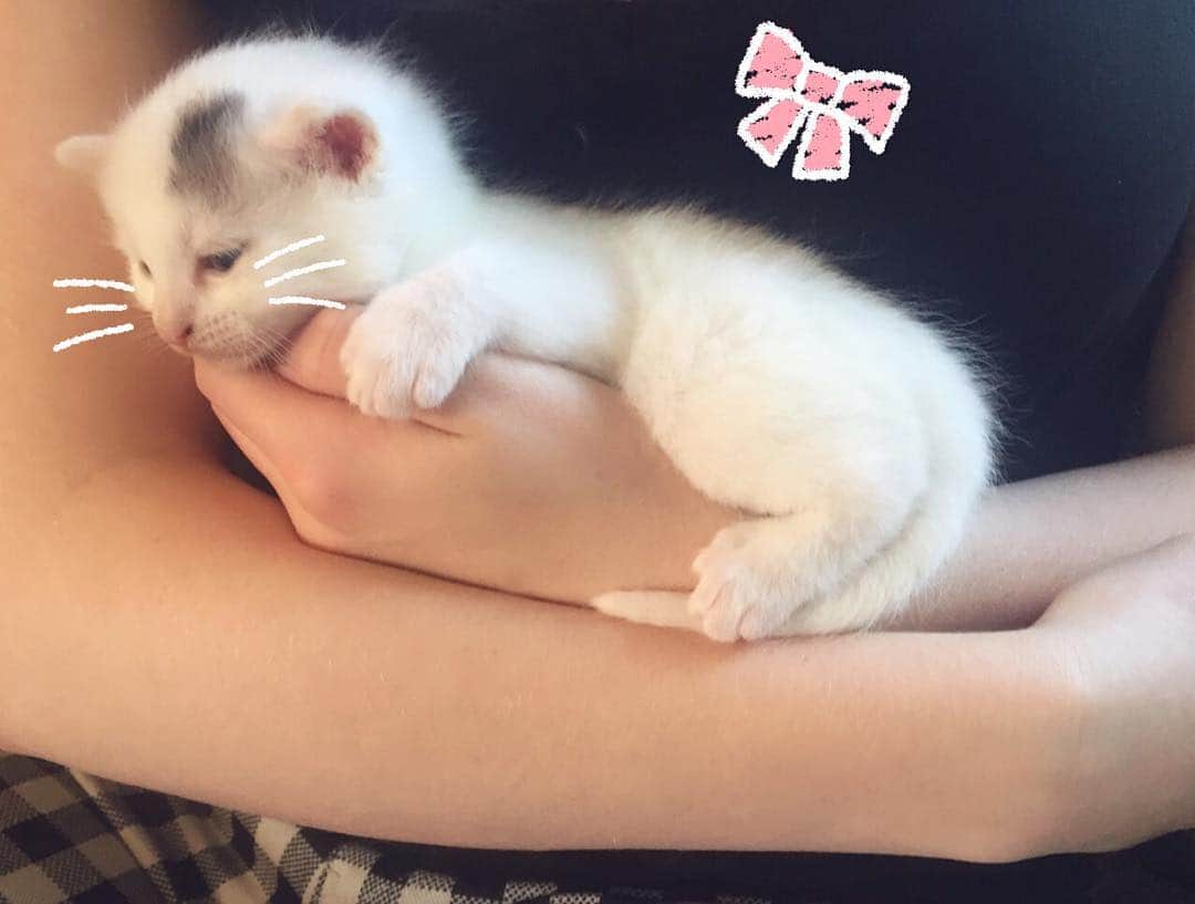 Ella Freyaのインスタグラム：「Soft kitty, warm kitty, little ball of fur, happy kitty, sleepy kitty, purr purr purr 💕」