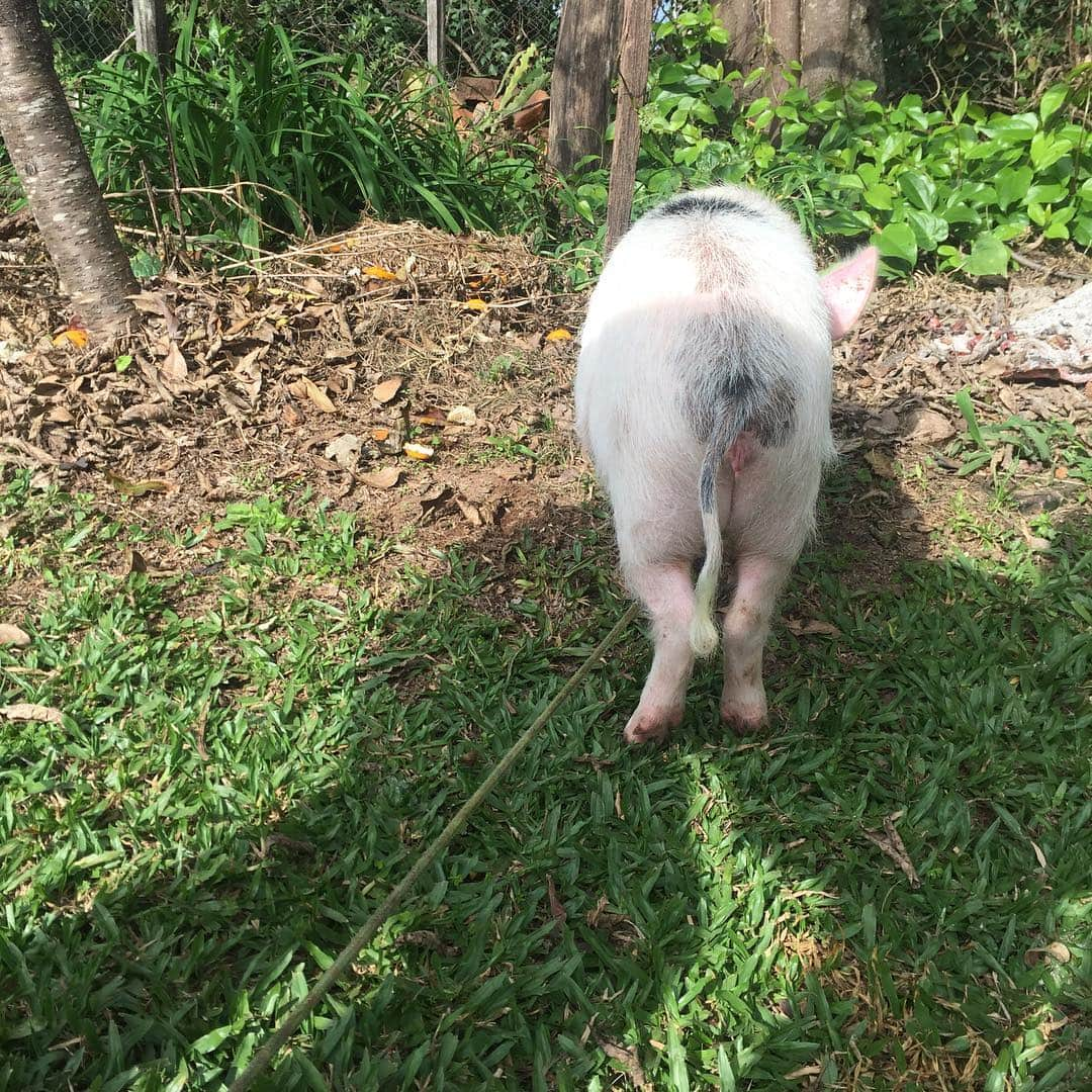 Barbie The Pigさんのインスタグラム写真 - (Barbie The PigInstagram)「- Censured 😳🐽🐷🙈 #love #pig #piggy #barbie #barbiethepig #qmor #porcos #animals #cute #cuties #amor #cutest」6月1日 23時44分 - barbiethepig