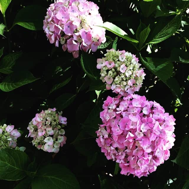美奈子さんのインスタグラム写真 - (美奈子Instagram)「アジサイがとてもきれい♡♡ #アジサイ#紫陽花#うちにも植えたい#癒された」6月2日 10時33分 - minako_official