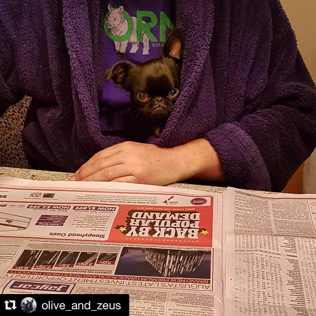 のインスタグラム：「ホント可愛すぎるな☹️プチブラ☹️🐾#petitbrabancon #プチブラバンソン」