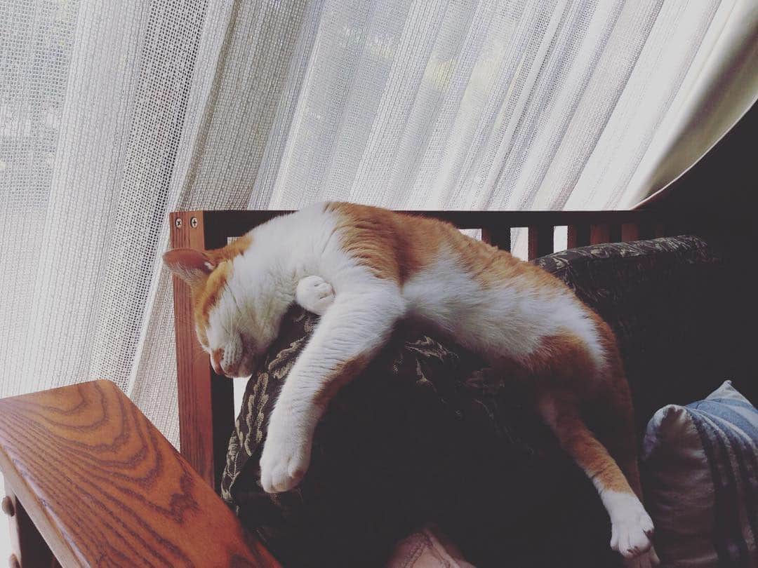 たにはらなつきのインスタグラム：「実家のねこ様画像が送られてきたのですが猫様のバランス感覚すごいわ背もたれ型崩れしてるわで色々とひどい」
