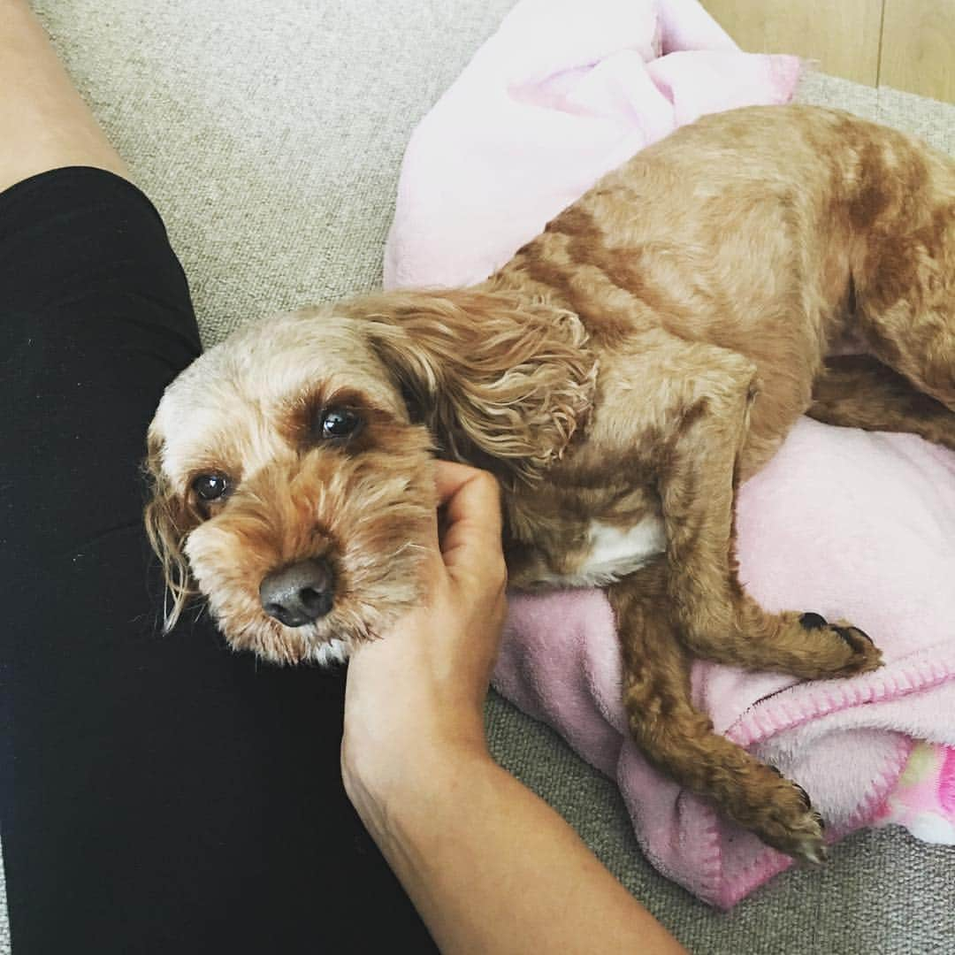 加藤夏希さんのインスタグラム写真 - (加藤夏希Instagram)「ナデナデ 顎の下だけど #コッカープー #mix犬 #dog #愛犬」6月6日 13時14分 - natsukikato_official