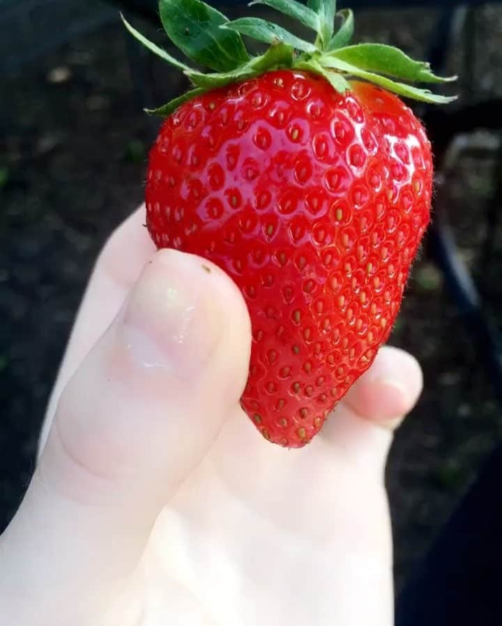 Ella Freyaのインスタグラム：「Most perfect strawberry? 😍🍓」