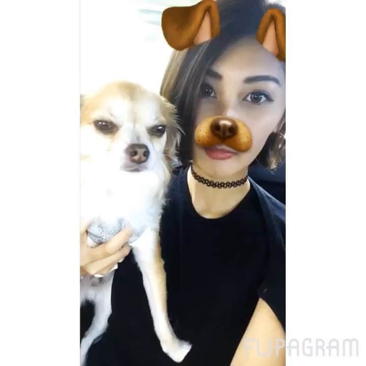 Lisaのインスタグラム：「. ついにうにまで認識！！！！🐶笑 . ちょうどうまい具合にうにが口開けて ベロ出て思わず笑っちゃった👅笑 うにはきょとん顔🐶笑 . ほんとに久々に実家お泊まりしたから 帰ってきてホームシックに、、、 帰るねっていったときのうにの顔が忘れられません😢  #スナチャさん#ついに犬まで認識 #前は私のアイスを認識#素晴らしい#あくびの瞬間 #私必死#うにもびっくり#癒し#ホームシック#pet#doggy#love #instadaily#instagood#instasize#instapic#instamag #instalike#like4likesback」
