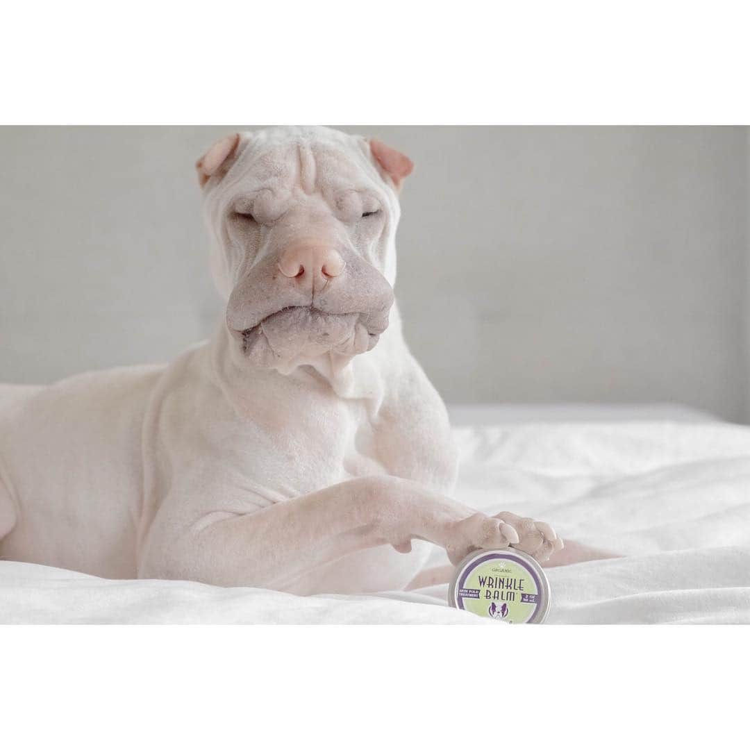 annie&pADdinGtoNさんのインスタグラム写真 - (annie&pADdinGtoNInstagram)「Wrinkle Balm by Natural Dog Company 🙌 this stuff is amazing #magic #wrinklebalm #naturaldogcompany #paddington #sharpei #wrinkles #dog #dogsofinstagram #pethealth」6月7日 14時51分 - anniepaddington