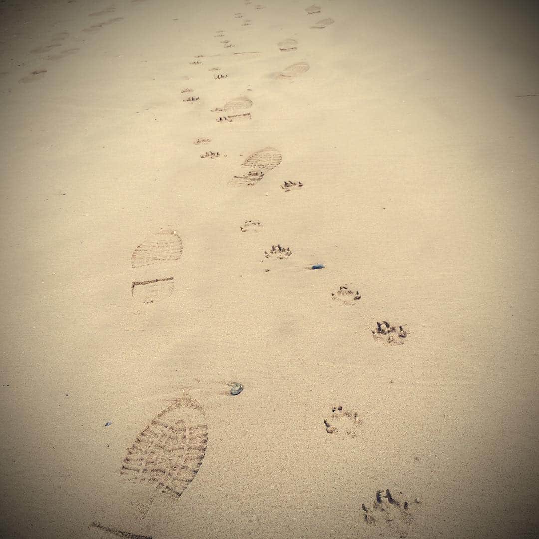 ろんのインスタグラム：「犬が先に歩いたのか人間が先なのか クロスするあしあと 砂浜でみっけた」