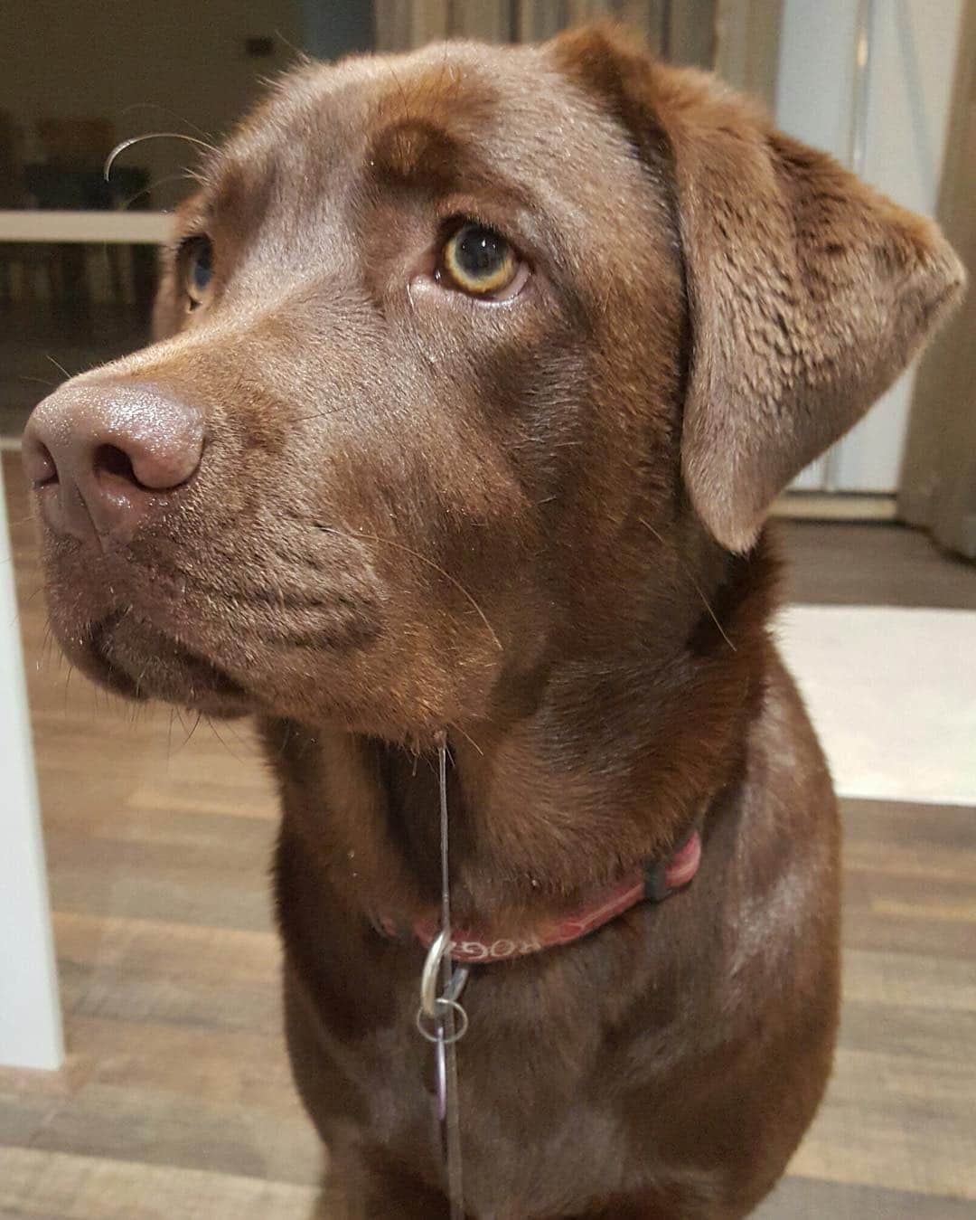 Mollyのインスタグラム：「Champion drooler 2016 🐶🐾🍗#winnerwinnerchickendinner #chocolatelaboftheday #chocolatelabrador #mydogiscutest #labsofinstagram #lablove #fab_labs_ #justlabradors #worldofmylab #talesofalab」