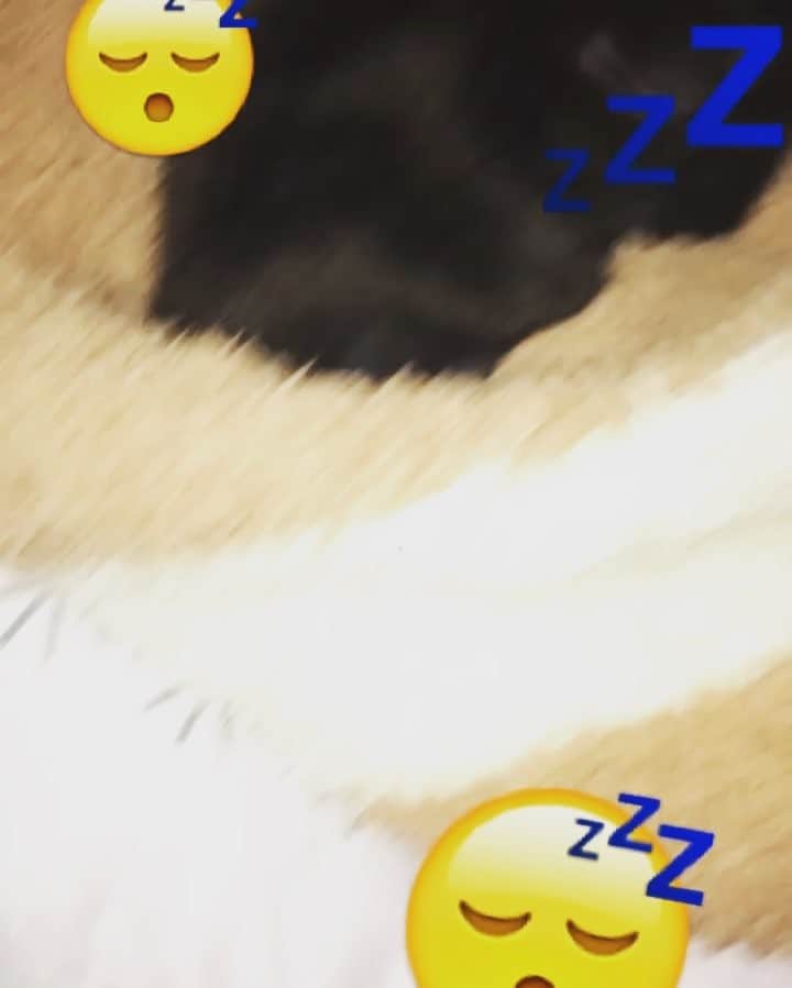 長嶋りあんのインスタグラム：「起きない可愛い子  #この子を心から愛してくれる飼い主様募集 #この子への愛を #どうしたらいいのかわからない  #葛藤 #😭😭😭 #高橋一生さんが好き😭😭😭」