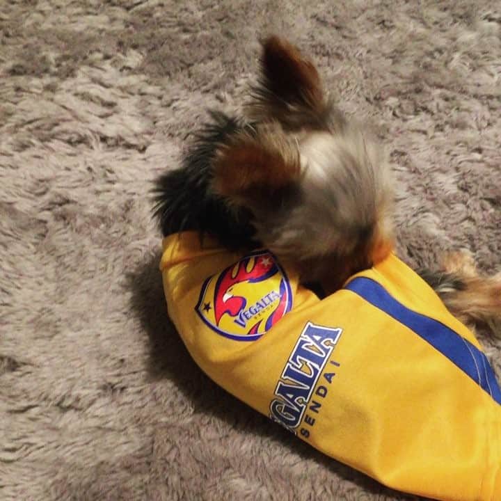 渡部博文のインスタグラム：「ベガルタのドッグウエア頂きました。 サイズがSなのにブカブカ。 でも嬉しそう。  #宮城弁でいう #いずい #うちの子が一番可愛い #パピコ日記」
