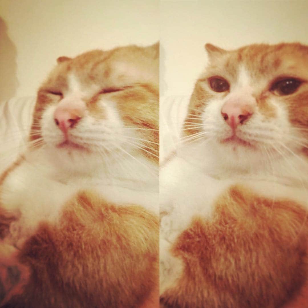 矢崎広のインスタグラム：「Good morning😎Long time no see😺  #ツネ様の目覚め」