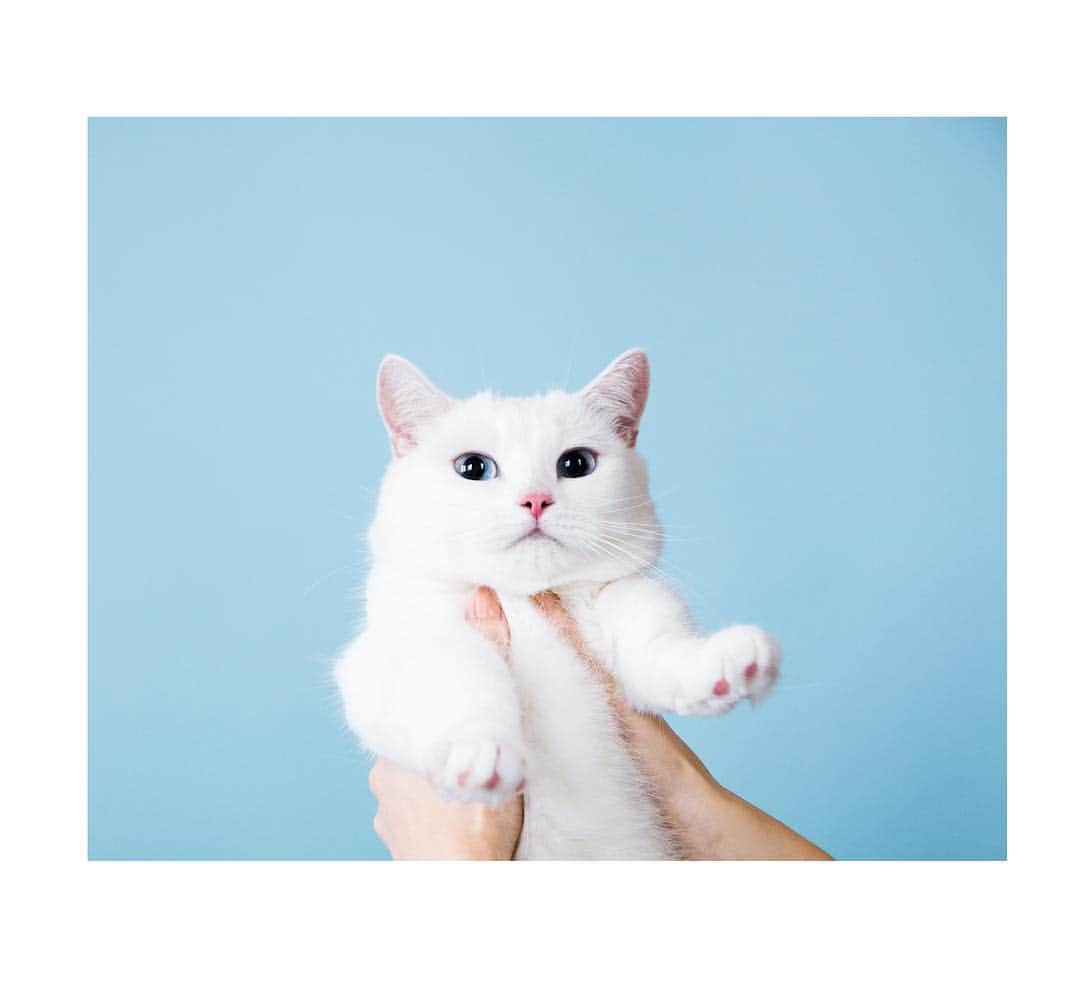 ダニョ（鈴木えみ）のインスタグラム：「えみちゃんの待ち受け画面はこれだにょ #danyo #danyocawaii #munchkin #whitecat #catstagram #catlovers」