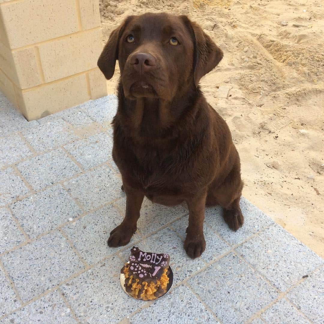 Mollyのインスタグラム：「Birthday Girl 💝🐶🎂 #talesofalab #worldofmylab #justlabradors #fab_labs_ #lablove #birthdaycake #1stbirthday #instalab #dontmakemewait #petloverscafe」