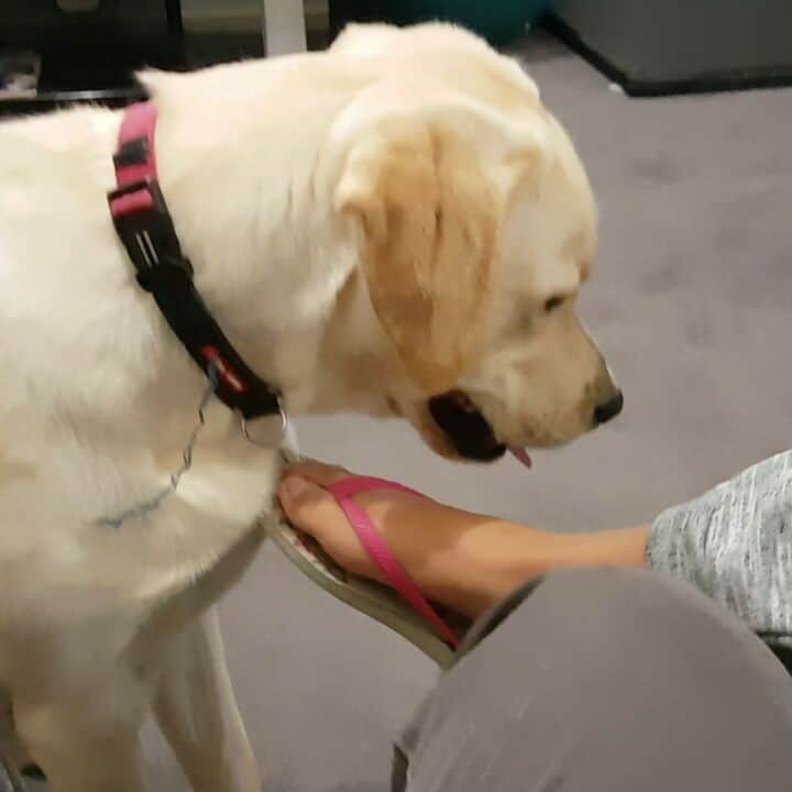 のインスタグラム：「This is how I tame my human 😆 #labrador  #labradorable  #labradorlife  #labradorlover #labradorpuppy #itsalabthing #ilovemylab #justlabradors #TalesOfALab #lab」