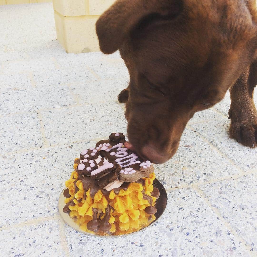 Mollyのインスタグラム：「I love birthdays 🐶🐾🎀 #chocolatelabrador #worldofmylab #fab_labs_ #chocolatelaboftheday #lovemylab #cakeandeatittoo #labradorable #dogsofinstagram」