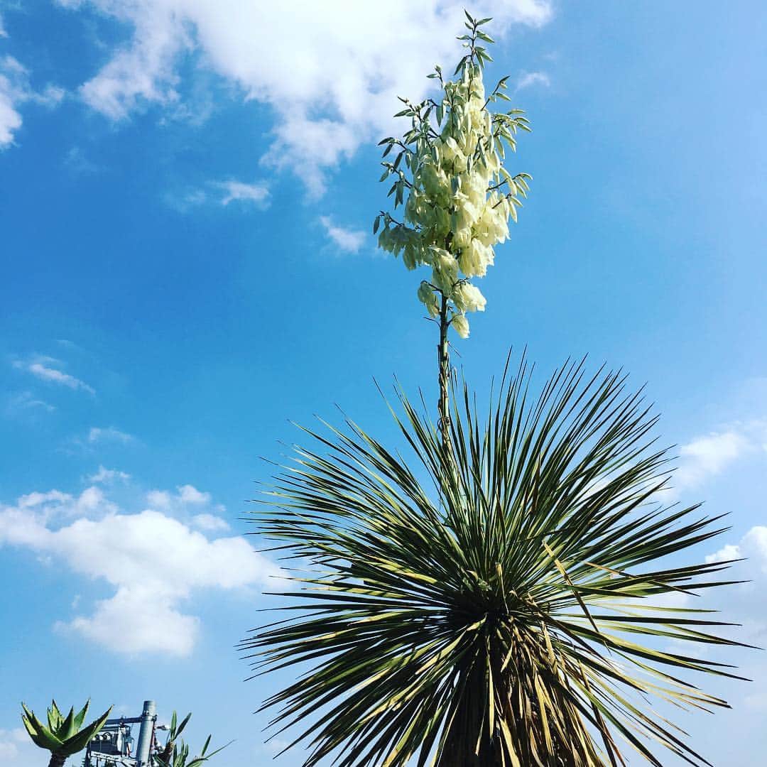佐田正樹さんのインスタグラム写真 - (佐田正樹Instagram)「ユッカロストラータの花すごい事になっとる。 #ユッカロストラータ #何この花 #これからどうなるん」6月10日 15時17分 - satakisama