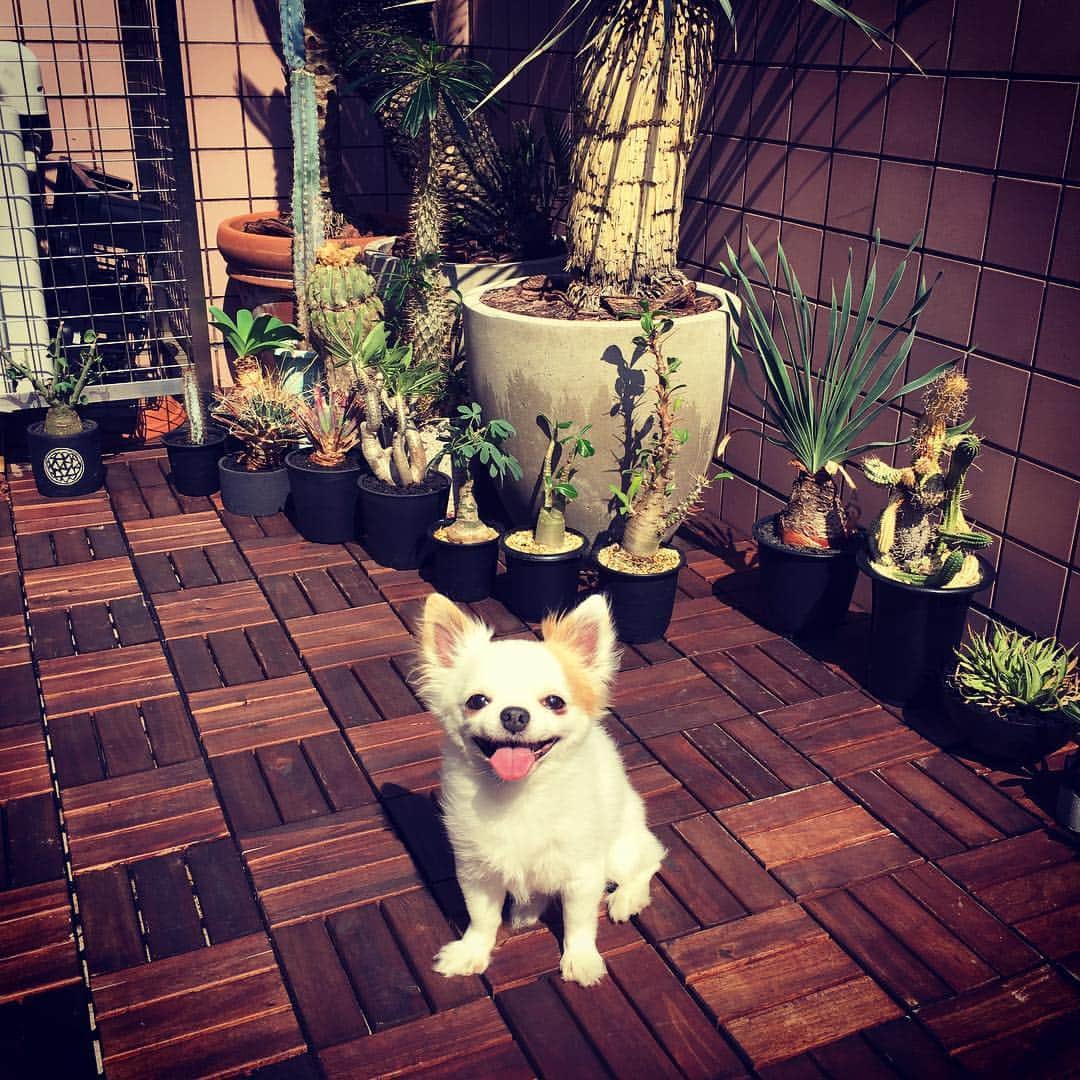 佐田正樹さんのインスタグラム写真 - (佐田正樹Instagram)「愛犬と日向ぼっこ(^o^) #愛犬 #きょうじ君 #毛ボーボー #散髪連れていかないかん」6月10日 15時13分 - satakisama