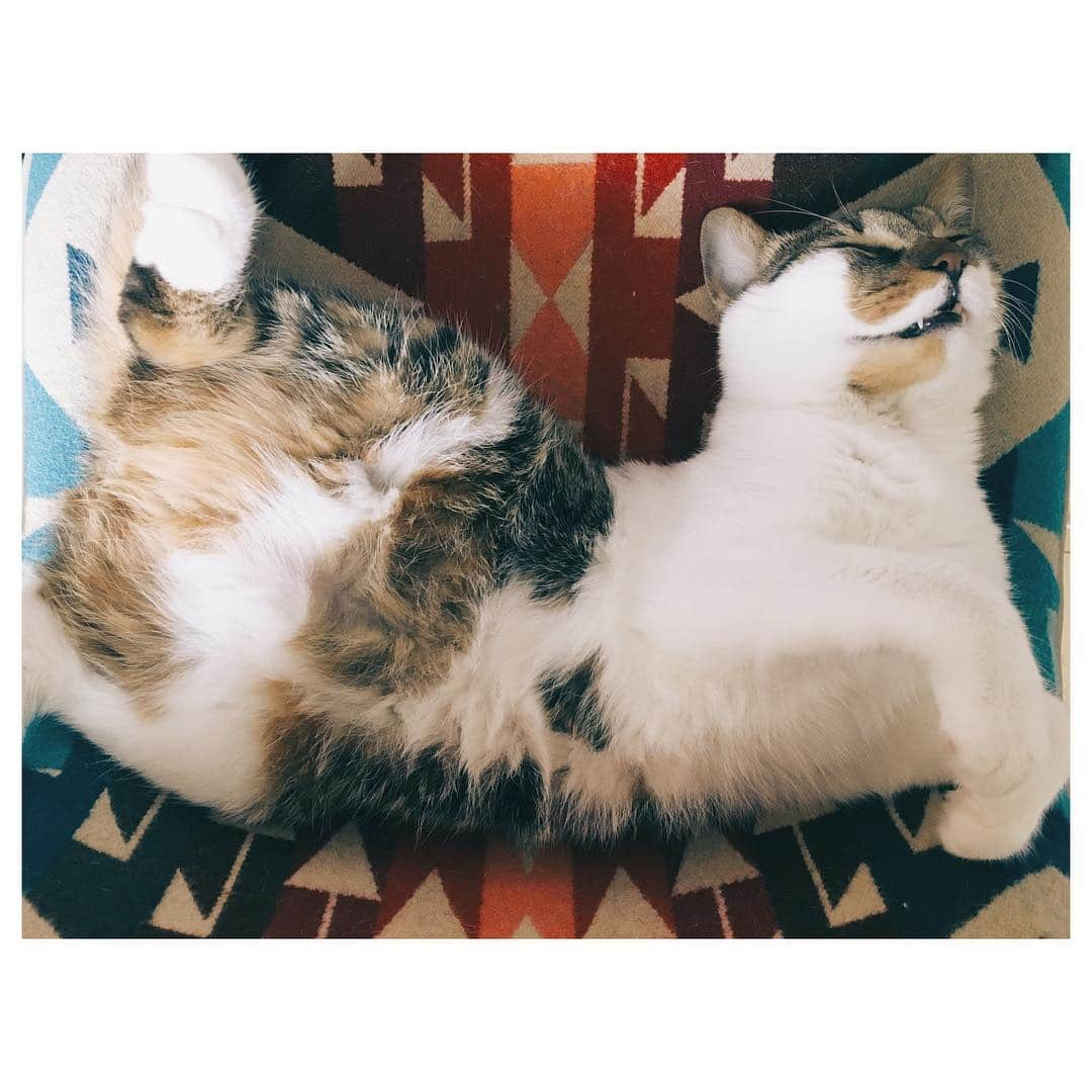 仲里依紗さんのインスタグラム写真 - (仲里依紗Instagram)「椅子座ろうとしたら… いた🐈 また口開けてるし。  #おかか」6月12日 10時32分 - riisa1018naka