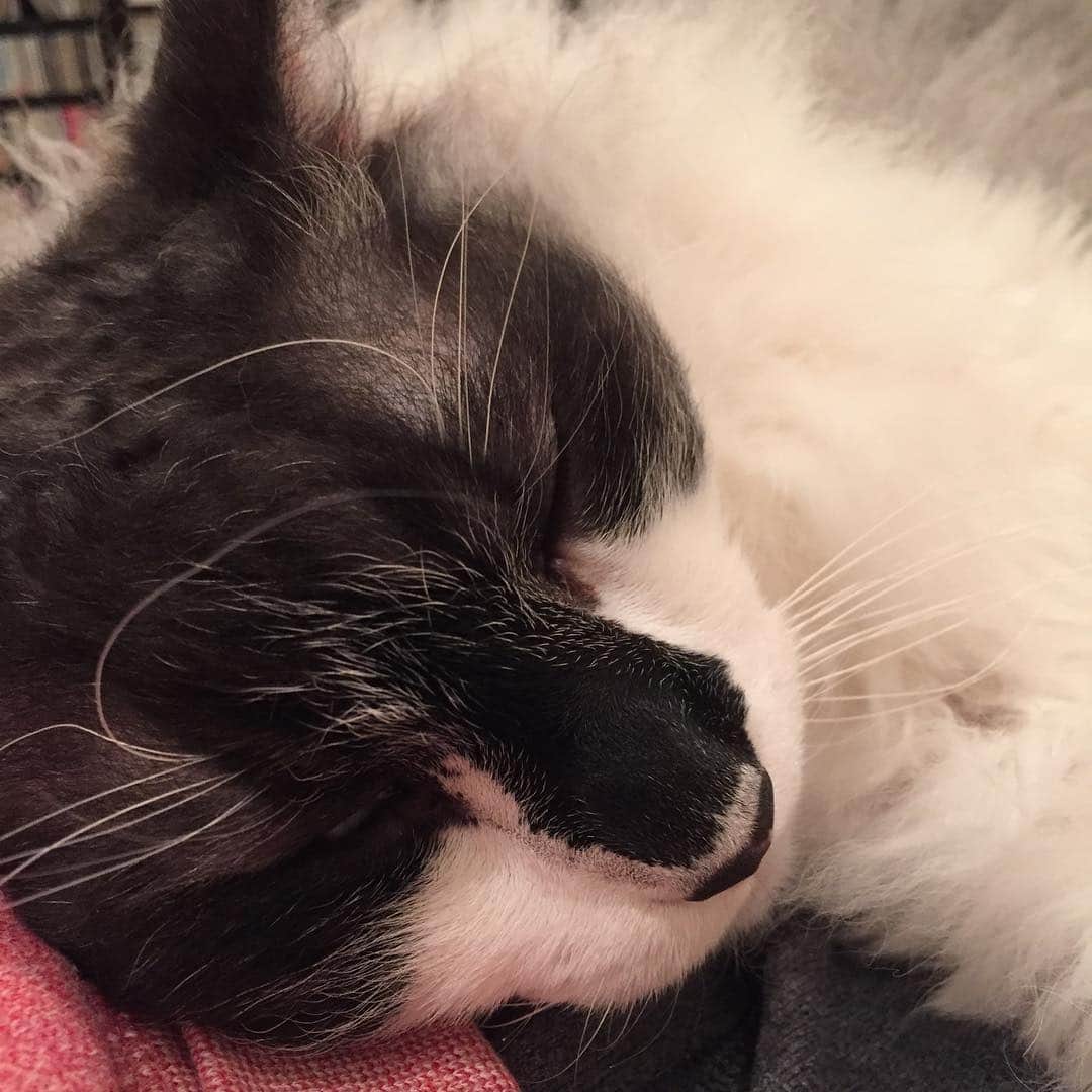佐伯紅緒さんのインスタグラム写真 - (佐伯紅緒Instagram)「おやすみなさいませ #ラパーマ #ねこ #猫 #cat」6月14日 21時50分 - beniosaeki