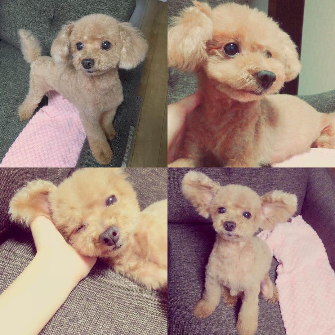希志あいののインスタグラム：「さっぱりサマーカット☀️🐶🎶 #トイプードル」