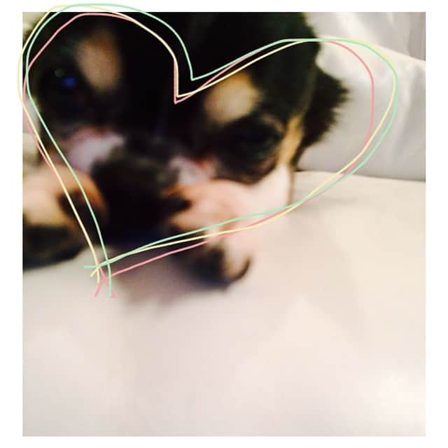 平山あやさんのインスタグラム写真 - (平山あやInstagram)「ちゃまめさん♥︎ #dog#chihuahua#happy#love#cute#today#like#犬#チワワ#かわいい」6月16日 14時05分 - aya_hirayama