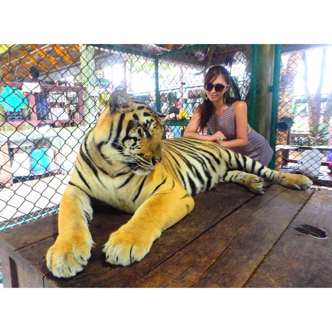 柳いろはさんのインスタグラム写真 - (柳いろはInstagram)「Big Tiger with photo♡🐅 ド迫力。  振り回した尻尾が頭激闘。 浮かれた日本人に喝を入れてくれました💓 コプンカァ〜  #phuket  #thailand  #tiger  #big #photo #cute #cool  #safari #like4like」6月16日 15時52分 - irohayanagi