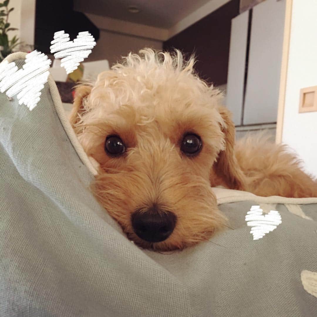 TONEAYUのインスタグラム