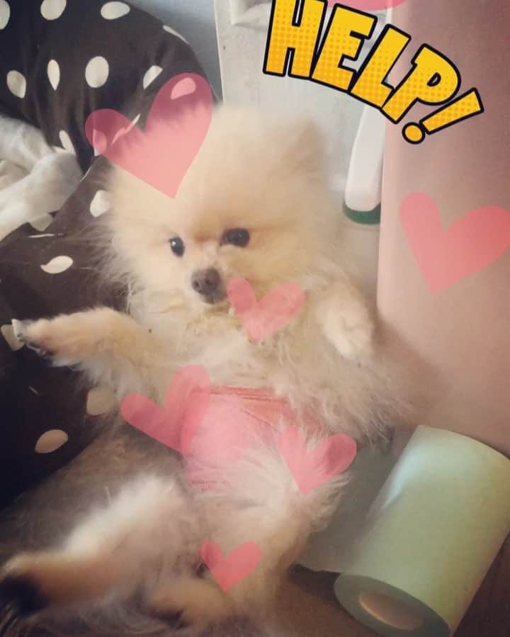 mycoのインスタグラム：「ぴちゅ君がんばれ！！ お風呂のリハビリはじめました♡  #pom #ポメラニアン #黒ポメ  #pomeranian  #instagood #animal #fulffy #animals」