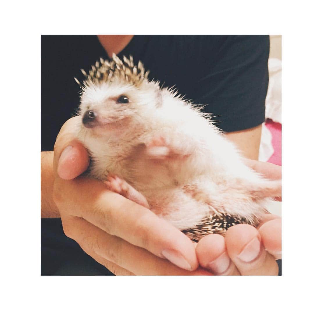 はりやま けんいちのインスタグラム：「ちょ、待てよ（キムタク風に）  #ハリネズミ #hedgehog #はりねずみ #harinezumi #きょうけん #hedgehogsofinstagram #はりばか部 #エキゾチックアニマル」