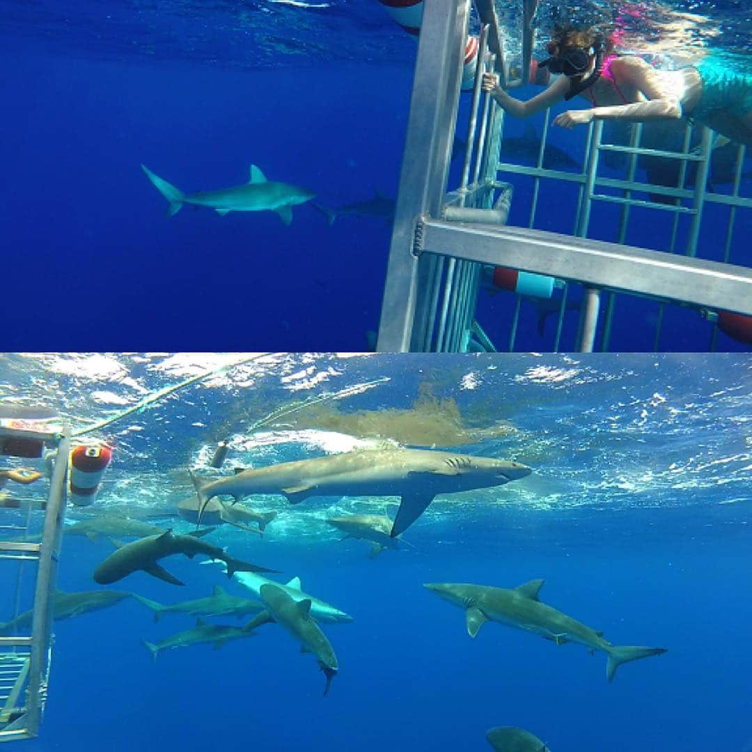 のインスタグラム：「@micahirose  こんなにたくさん‼︎‼︎ ゲージの外はガラパゴスシャークの群れで、中には3m近い巨大なものまでいました‼︎ 悠々と泳いでます‼︎ とにかく近くてスリル満点‼︎ 終始、興奮し続けてしまいました💦 怖かったけど、これは貴重な体験でした〜‼︎ #ABC #朝日放送 #朝だ生です旅サラダ #旅サラダ #ガールズ #広瀬未花 #ハワイ #オアフ島 #hawaii #oahu #NorthShoreSharkAdventures #ノースショアシャークアドベンチャーズ」