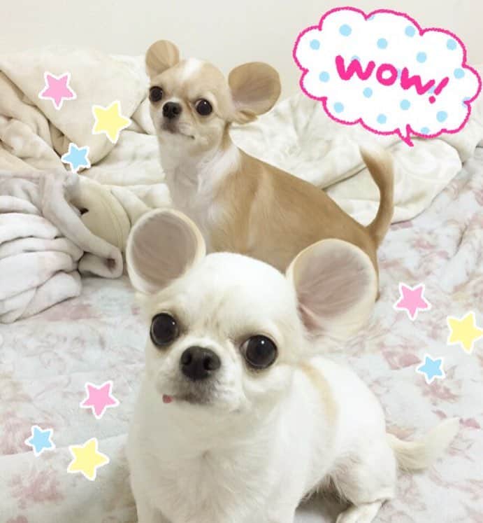 吉川ちかさんのインスタグラム写真 - (吉川ちかInstagram)「耳～！！！！！！👂 可愛すぎて笑ったぁ😂💓 なにこいつら😚💓 本当に可愛すぎるよ〜！笑  ネズミチワワ（笑）  #チワワ#耳#きもかわ#ふわもこ#未確認生物#不思議犬#チワワ部#love」7月16日 20時07分 - yoshikawachika_1116