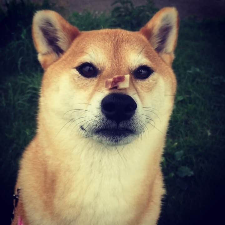 マロたんのインスタグラム：「久しぶりに鼻パク #ふわもこ部 #weeklyfluff #ilovemydog」