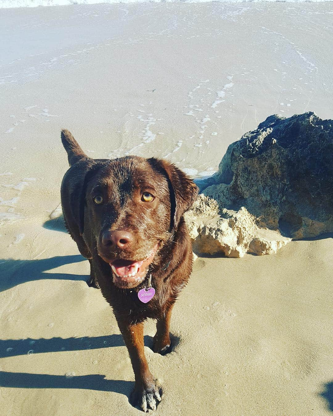 Mollyさんのインスタグラム写真 - (MollyInstagram)「Happy Mondays 😍🐶🐾 #beachlife #worldoflabs #fab_labs_ #labs_of_insta #chocolatelaboftheday #chocolatelabrador #justlabradors #lovemylab #instalab #labrador_class #chocolabs」6月27日 16時43分 - chocolatelabmolly