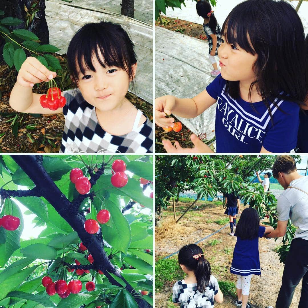 酒井高徳のインスタグラム：「昨日は山形県でさくらんぼ狩りしました🍒 すっごく甘くて大きさもプチトマトぐらいあってめっちゃ美味しかった😭✨ 押野ファームさんいつもありがとうございます！ #山形県 #さくらんぼ #紅秀峰 #50個は食った #押野ファーム 押野ファーム 〒999-3522  山形県西村山郡河北町溝延624-1  TEL/FAX：0237-73-4086  Japanische Kirsche 🍒✨👌 #Yamagataken #Kirsche」