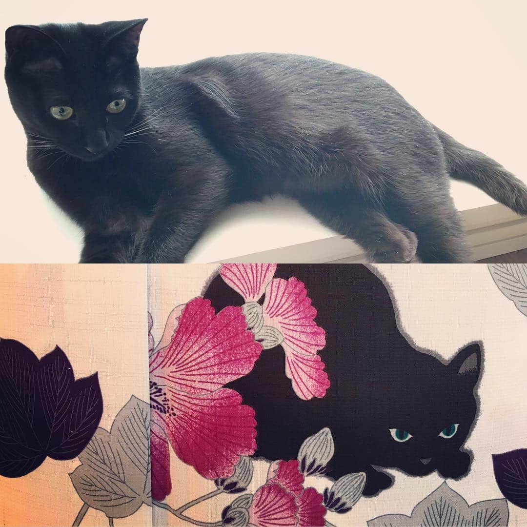 松丸友紀さんのインスタグラム写真 - (松丸友紀Instagram)「撮影で着る浴衣がクロエにそっくり笑 #クロエ#黒猫#浴衣#夏#ilovecat#cats」6月28日 14時40分 - yuki_matsumaru