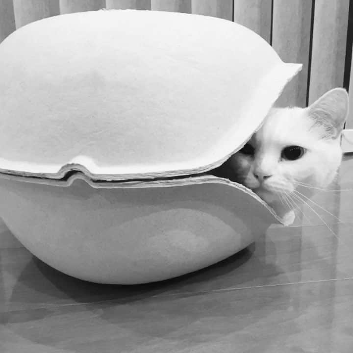 ダニョ（鈴木えみ）のインスタグラム：「ヤドカリダニョ #danyo #danyocawaii #munchkin #whitecat #catstagram #catlovers」