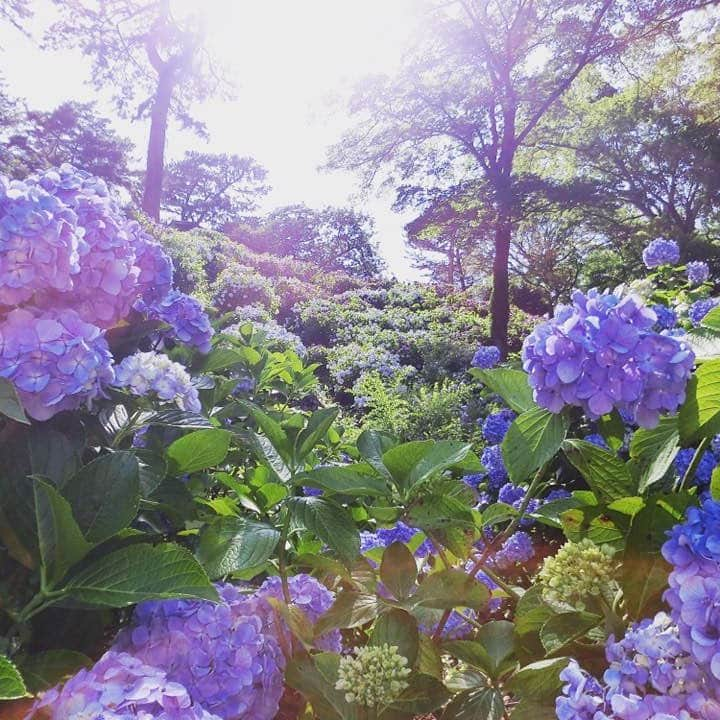 マックスウェル英会話のインスタグラム：「英語と楽しく暮らしたい♪ 今日の英語はこれ☆ What are these? They are hydrangeas.  They're originally from Asia.  Oh they are. They're so beautiful! Can you make them into a bouquet? これは何ですか？ あじさいです。起源はアジアなんですよ。 そうですか。とても綺麗ですね。花束にしてもらえますか？ です♪ 良い一日を☆ #小田原城 #あじさい #英会話 #英語と楽しく暮らしたい」